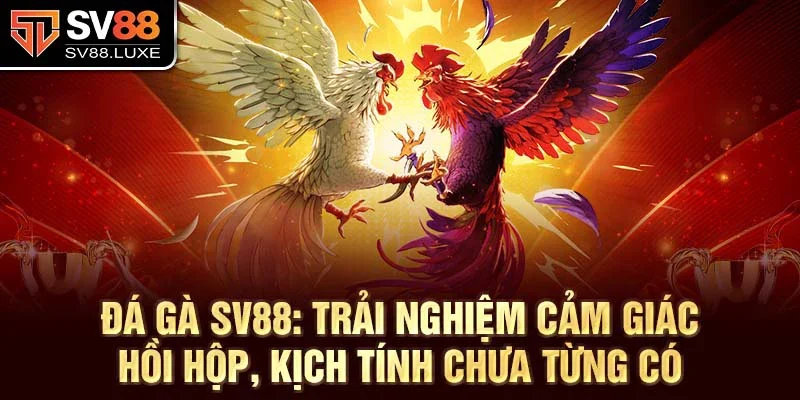 Đá gà SV88: Trải nghiệm cảm giác hồi hộp, kịch tính chưa từng có