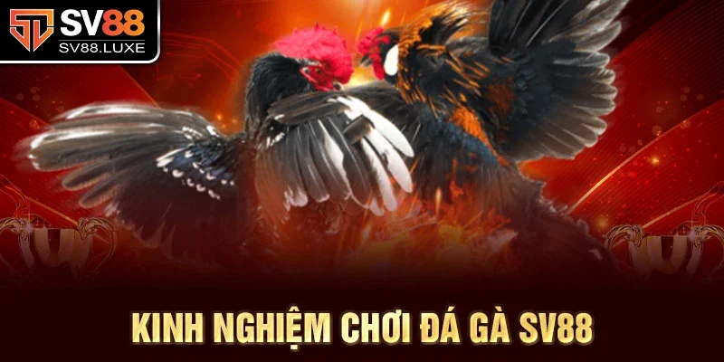 Kinh nghiệm chơi đá gà SV88